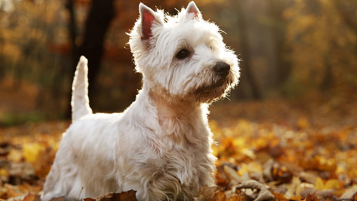 8k white west highland white terrier dog haircut picture, HD wallpaper