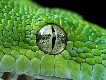 Ojo de pitón verde, ojo de reptil verde y negro, verde, pitón, ojo, Fondo de pantalla HD HD wallpaper
