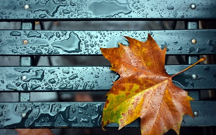 maple leaf, leaf, fall, drop, HD wallpaper