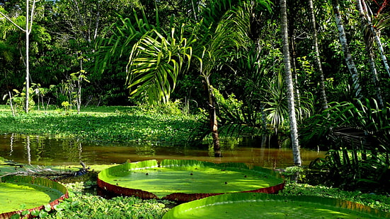 флора, амазония, листья, южная америка, река амазонка, болото, лист, джунгли, виктория амазонка, растительность, HD обои HD wallpaper