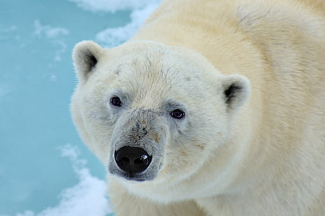 Niedźwiedź polarny, 4K, Tapety HD HD wallpaper