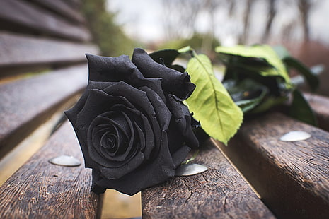 роза, черно, пейка, природа, замъглено, дървета, HD тапет HD wallpaper