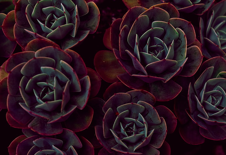 red and green succulent plant, echeveria, succulents, houseplant, leaves, HD wallpaper