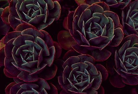rote und grüne Sukkulente, Echeveria, Sukkulenten, Zimmerpflanze, Blätter, HD-Hintergrundbild HD wallpaper
