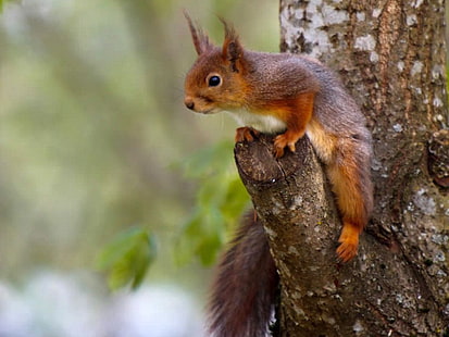 Raffreddare su scoiattolo sugli alberi sugli scoiattoli di animali dell'albero Arte HD, raffreddare, immagine, scoiattolo, sull'albero, Sfondo HD HD wallpaper