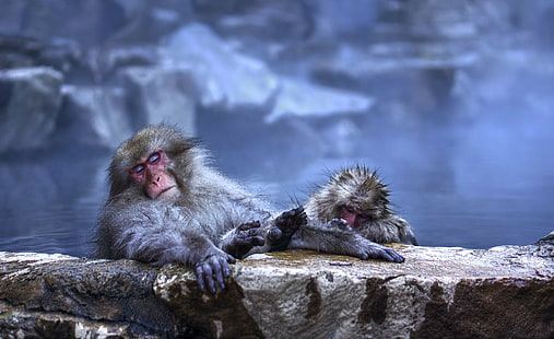two monkey on brown rocks, Oooh, good, brown, rocks, Yamanouchi, Jigokudani Monkey Park, Japanese Macaques, snow monkey, bath, steam, water, soak, outdoor, animal, day, RAW, NEX-6, SEL-50F18, Photomatix, Quality, HDR Photography, macaque, jigokudani, nagano Prefecture, monkey, japanese Macaque, hot Spring, primate, wildlife, japan, nature, asia, mammal, animals In The Wild, ape, HD wallpaper HD wallpaper