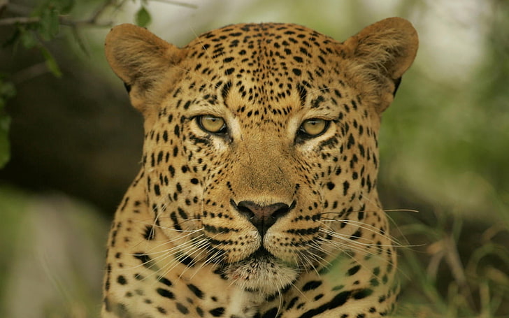 brown leopard, leopard, face, color, eyes, HD wallpaper