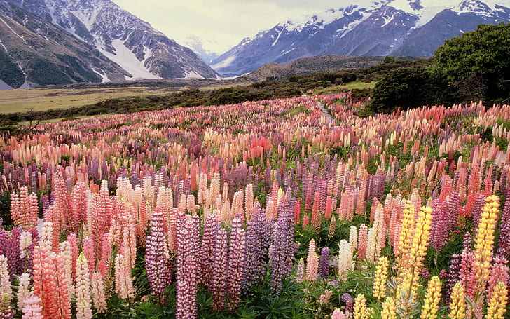 جبل كوك الوطنية بارك نيوزيلندا البرية الترمس للجدران HD، خلفية HD