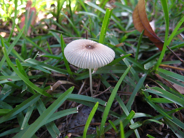 A Mushroom, brown mushroo, ground, grass, mushroom, macro, 3d and abstract, HD wallpaper