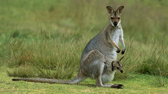 Kangaroo and his mum, brown kangaroos, animal, kangaroo, HD wallpaper HD wallpaper