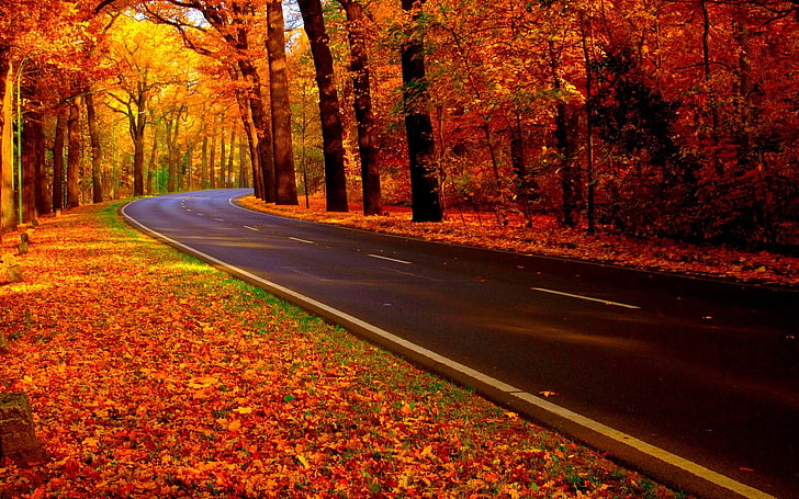 път между дървета, бетонен път през есента, есента, гора, природа, път, HD тапет