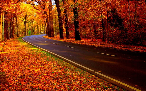 estrada entre árvores, estrada de concreto durante o outono, outono, floresta, natureza, estrada, HD papel de parede HD wallpaper