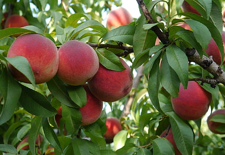 röda persikafrukter, löv, grenar, träd, frukt, persikor, HD tapet HD wallpaper