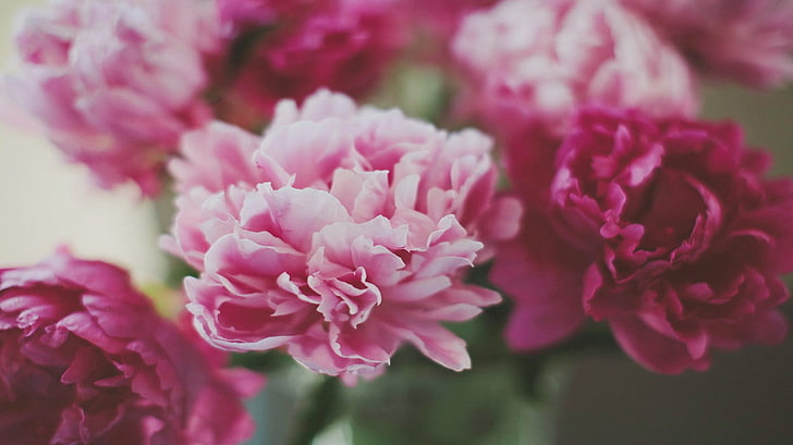 flor de pétalas rosa e branca, flores, flores cor de rosa, HD papel de parede