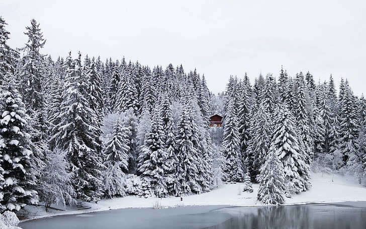 сняг, зима, борови дървета, езеро, лед, HD тапет