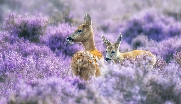 purple, nature, plants, animals, deer, HD wallpaper