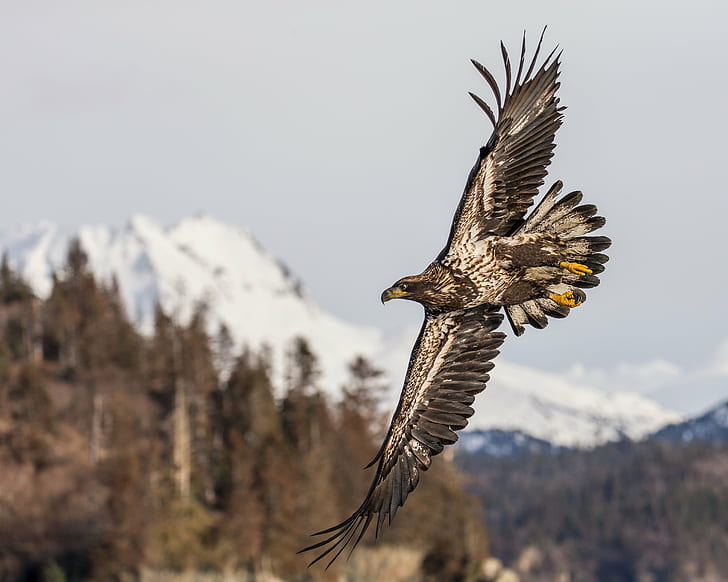 flying brown and white eagle, alaska, alaska, Flying, Alaska, brown, white eagle, Bald Eagle, Wings, bif, in-flight, nature, wildlife, outdoors, animal, animals In The Wild, forest, HD wallpaper