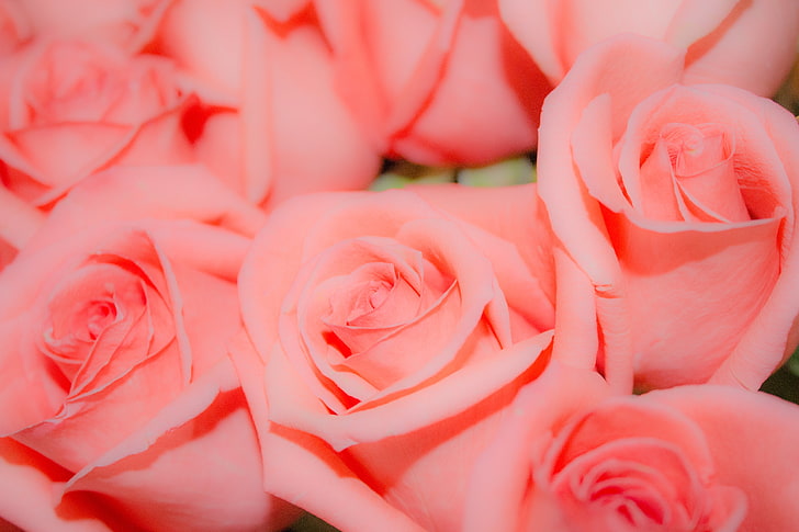 red roses illustration, flowers, background, pink, roses, Bud, HD wallpaper