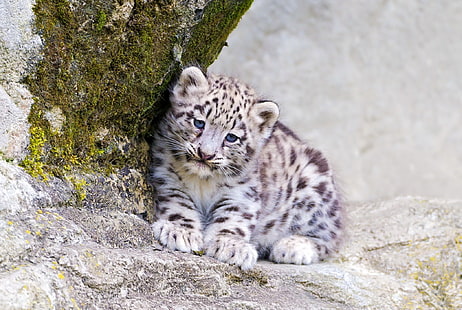 cachorro de leopardo de las nieves, mira, depredador, IRBIS, leopardo de las nieves, gatito, Fondo de pantalla HD HD wallpaper