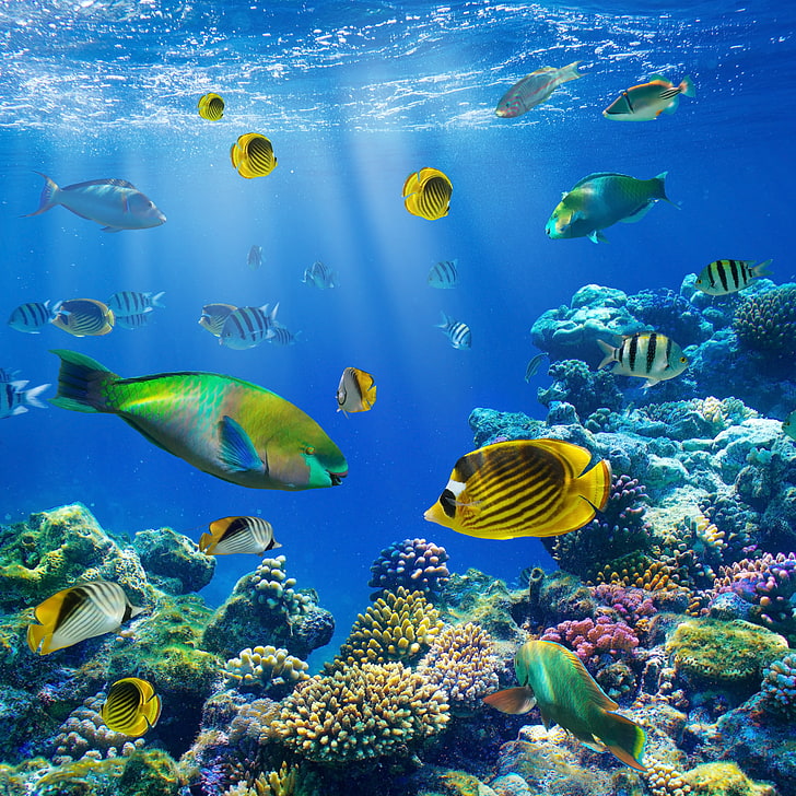 school of fish, fish, the ocean, underwater world, underwater, ocean, fishes, tropical, reef, coral, coral reef, HD wallpaper