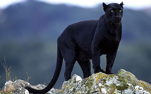черна пантера животно, пантера, камъни, голяма котка, черно, мъх, HD тапет HD wallpaper