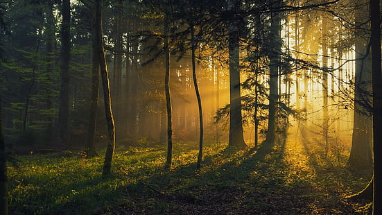 الأشجار المورقة الخضراء ، التصوير الفوتوغرافي ، المناظر الطبيعية ، الطبيعة ، الغابة ، شروق الشمس ، العشب ، الأشجار ، أشعة الشمس ، الصباح ، ضوء الشمس، خلفية HD HD wallpaper
