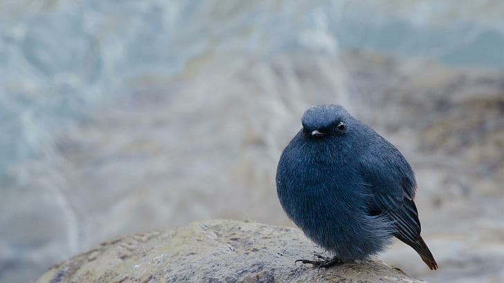 Милая синяя птица, природа, синяя, милая, птица, животные, HD обои