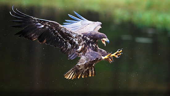 Eagle Marine Haliaeetus Albi White Tailed Eagle atak orły pazury tapeta na pulpit Hd do telefonów komórkowych i laptopów 3840 × 2160, Tapety HD HD wallpaper