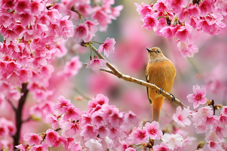 Natura, Ptak, Zwierzęta, Kwiaty, Rośliny, Głębia ostrości, Kwiat wiśni, Wiosna, natura, ptak, zwierzęta, kwiaty, rośliny, głębia ostrości, kwiat wiśni, wiosna, Tapety HD