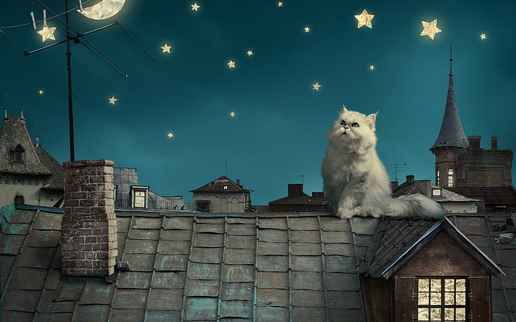 cat, cities, fairytale, fantasy, house, kitten, moon, night, persian, roof, sky, stars, white, HD wallpaper