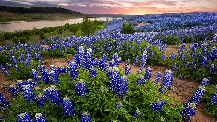 nature, landscape, plants, flowers, trees, clouds, sunset, river, Texas Bluebonnet Flowers, Texas, USA, HD wallpaper