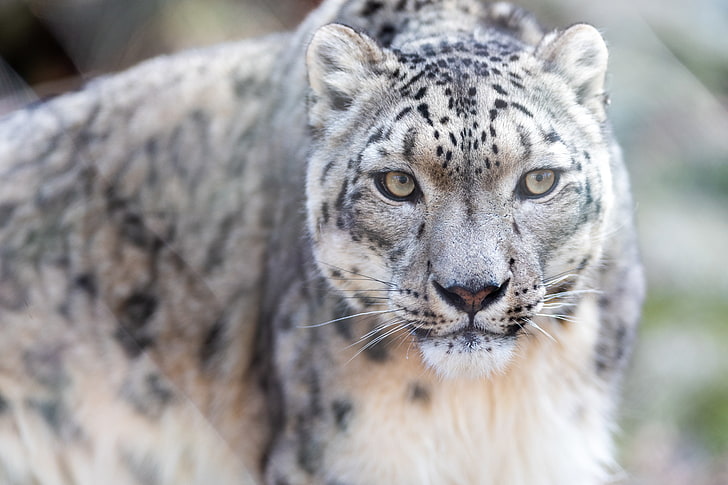 Snow leopard, Starring, 4K, Zoo, Fondo de pantalla HD