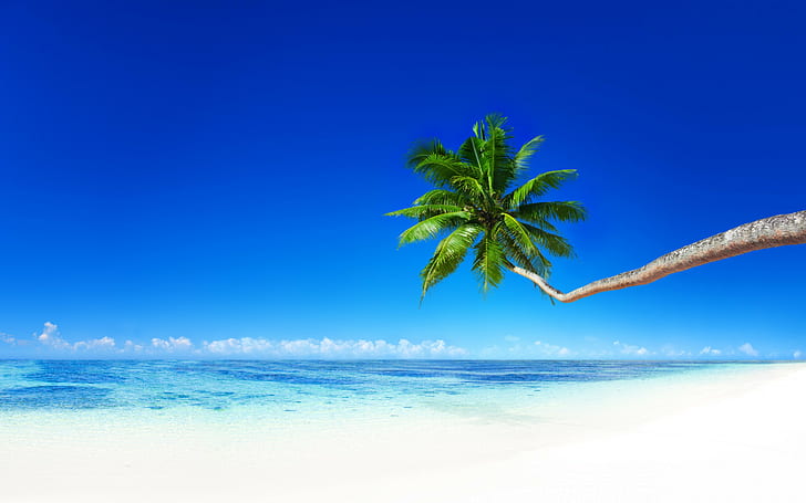 Palma sulla spiaggia, tropicale, paradiso, spiaggia, costa, mare, oceano, palma, estate, Sfondo HD
