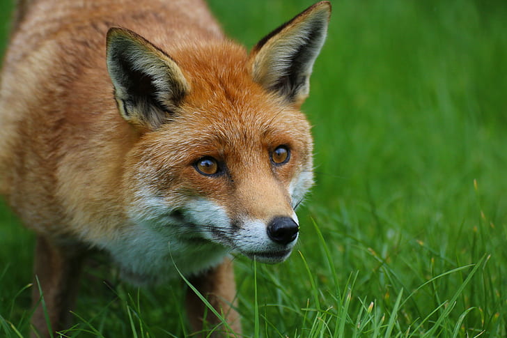 red fox during dayitme, red fox, Red Fox, mammal, animal, nature, British Wildlife Centre, fox, wildlife, grass, animals In The Wild, carnivore, outdoors, animals Hunting, HD wallpaper