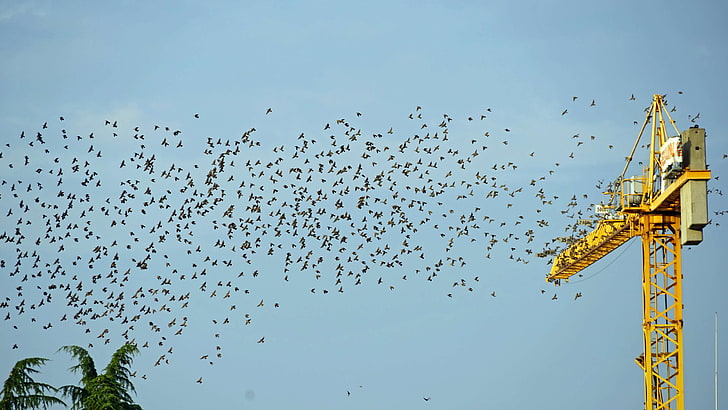 bird migration, crane, departure, flock of birds, fly, migratory birds, rallying point, HD wallpaper