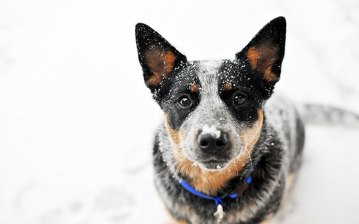 الكلب ، كلب الماشية الأسترالي ، الثلج ، ينظر إلى المشاهد، خلفية HD