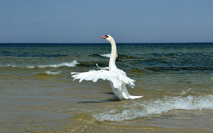 طائر أبيض ، بجعة ، أجنحة ، طائر ، أرجوحة ، موجات ، شاطئ، خلفية HD