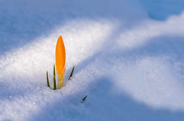крокус, весна, цветок, снег, крышка, пробуждение, HD обои