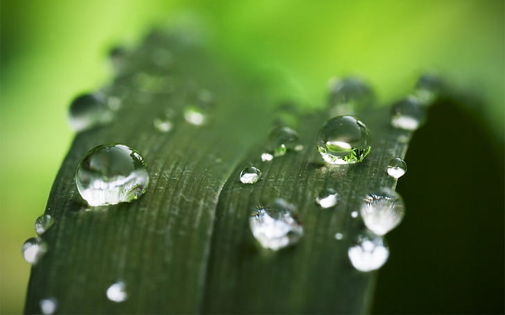 Macro verde HD, natura, macro, verde, acqua, foglia, gocce, pianta della foglia delle gocce di acqua, Sfondo HD