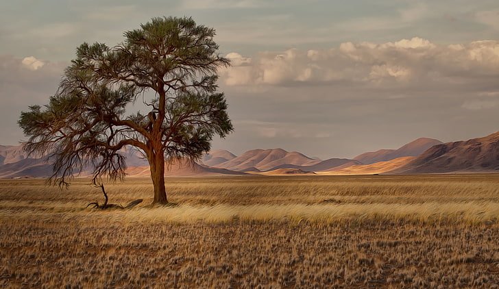 hierba, árboles, montañas, sabana, África, Namibia, Fondo de pantalla HD