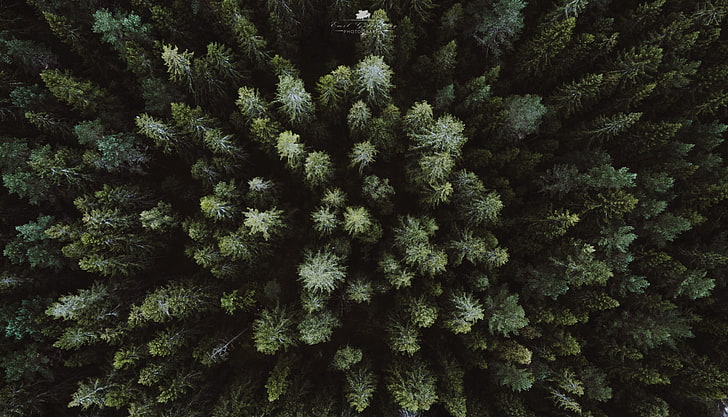 tanaman berdaun hijau, lanskap, drone, pemandangan udara, hutan, Wallpaper HD