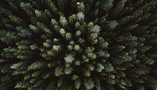 plante à feuilles vertes, paysage, drone, vue aérienne, forêt, Fond d'écran HD HD wallpaper