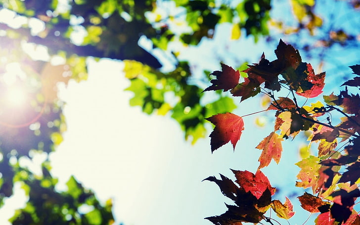 Getrocknete Ahornblätter, braune und grüne Laubbäume, Natur, Schärfentiefe, Blätter, Herbst, Bokeh, Lens Flare, HD-Hintergrundbild