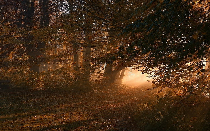pintura de árbol marrón y verde, naturaleza, paisaje, camino, hojas, bosque, otoño, luz solar, niebla, Fondo de pantalla HD