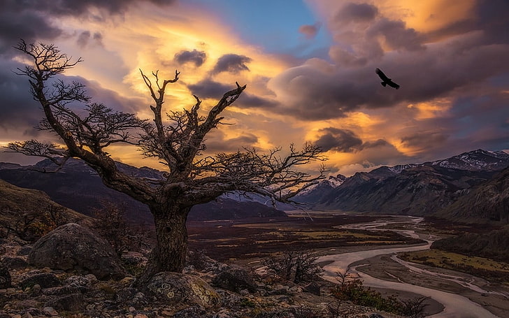 albero nudo marrone, natura, paesaggio, alberi, condor, uccelli, tramonto, fiume, valle, montagne, luce solare, nuvole, Patagonia, Argentina, Sfondo HD