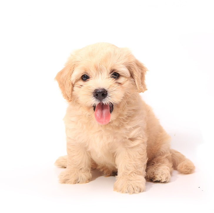 yellow Labradoodle puppy, dog, puppy, white background, HD wallpaper