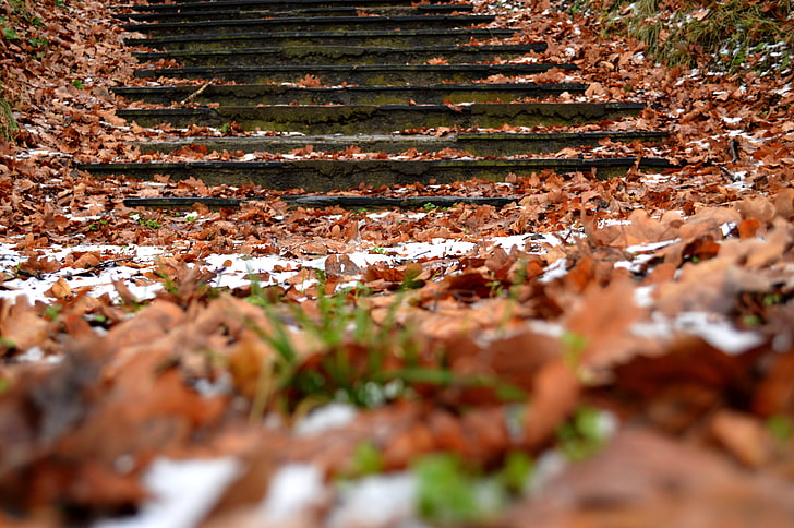 braune getrocknete Blätter, Herbst, Stufen, Laub, Schnee, HD-Hintergrundbild
