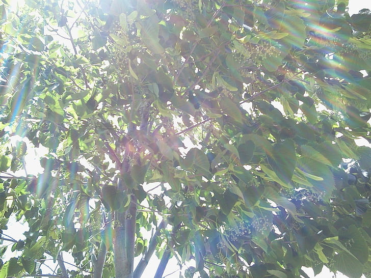Soleil de printemps, arbre à feuilles vertes, sous un arbre, arbre vert, soleil à travers les arbres, croissance du soleil, nature et paysages, Fond d'écran HD
