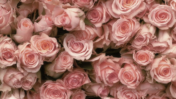Soft Pink Roses HD wallpapers free download | Wallpaperbetter