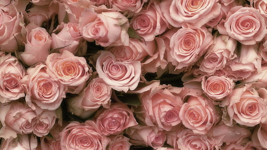 Довольно розовые розы, мягкие, розы, природа, цветочные, розовые, цветы, фотографии, ароматные, красивые, пастельные, 3d и абстрактные, HD обои HD wallpaper